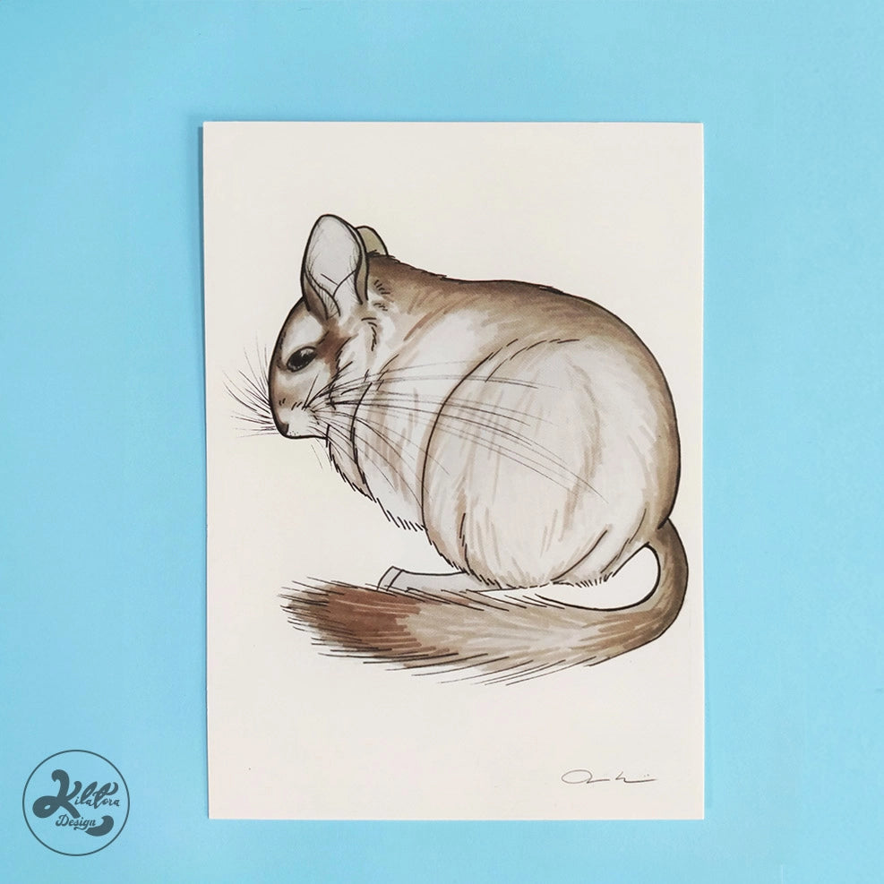 Chinchilla-postcard-Gray-kilatora-design.
