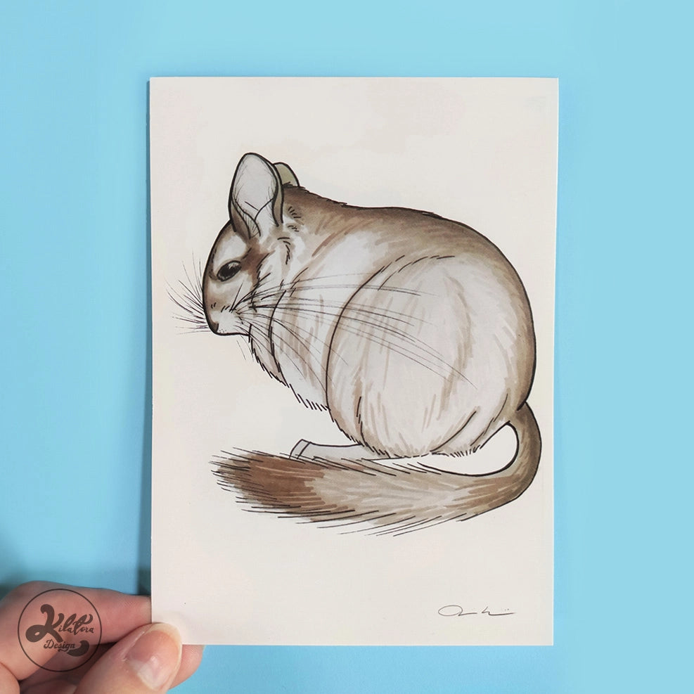 Chinchilla-postcard-Gray-kilatora-design.